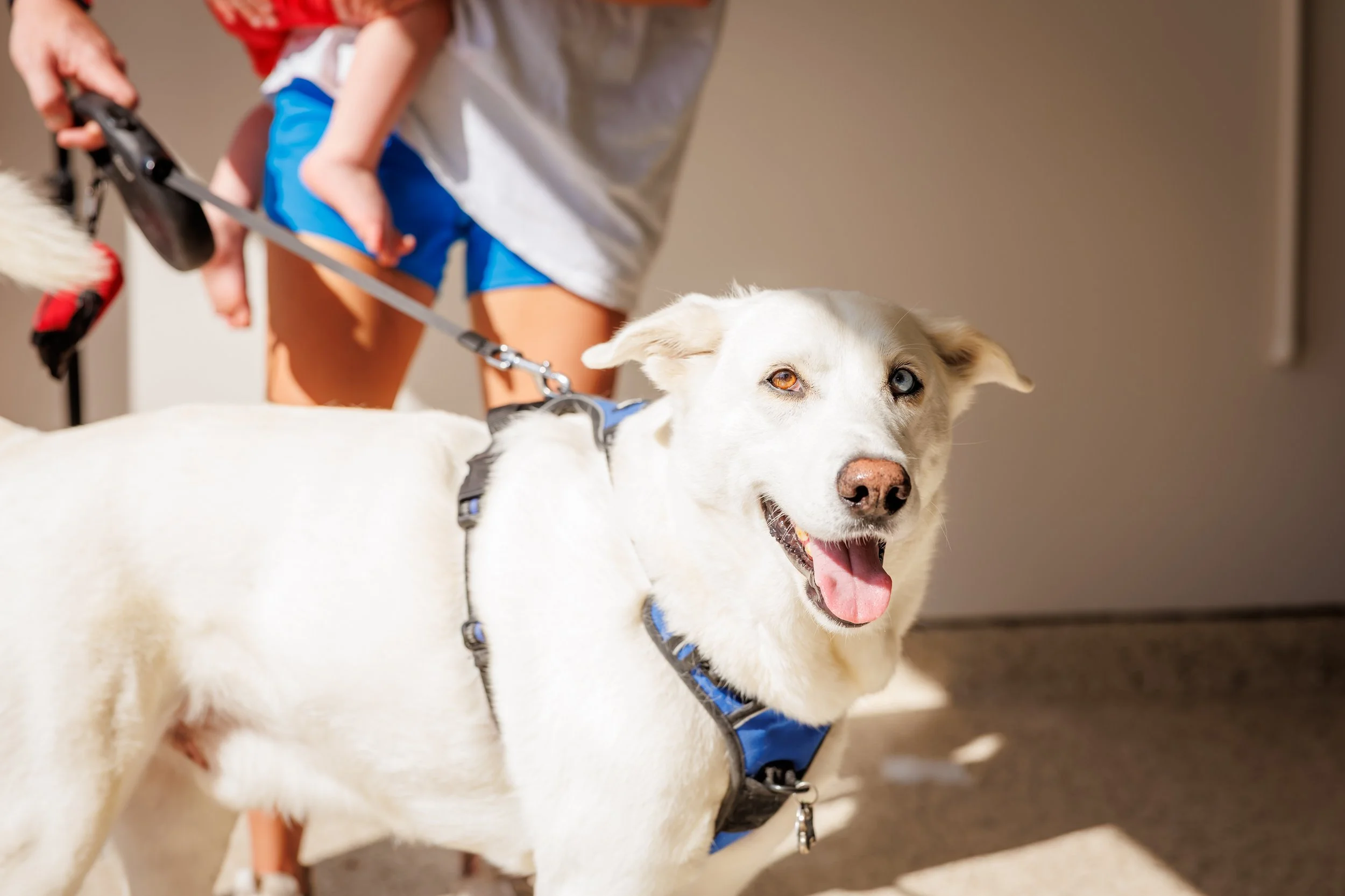 Steven Pedini Photography-10-4-2025 David Weekley Homes Blessing of the Pets-Web-157-AH2A6970.jpg