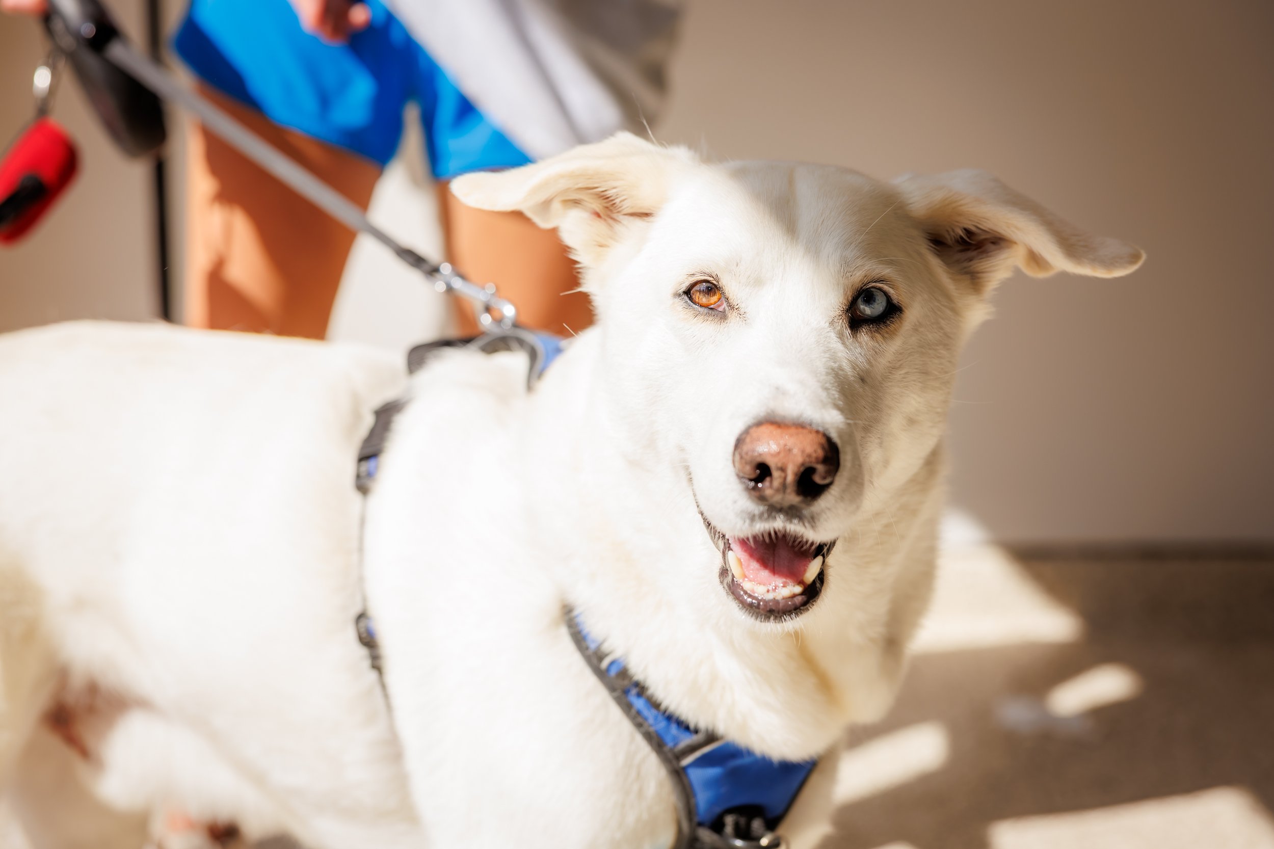 Steven Pedini Photography-10-4-2025 David Weekley Homes Blessing of the Pets-Web-158-AH2A6974.jpg