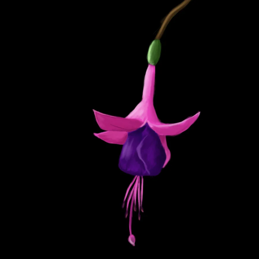 fuschia.jpg