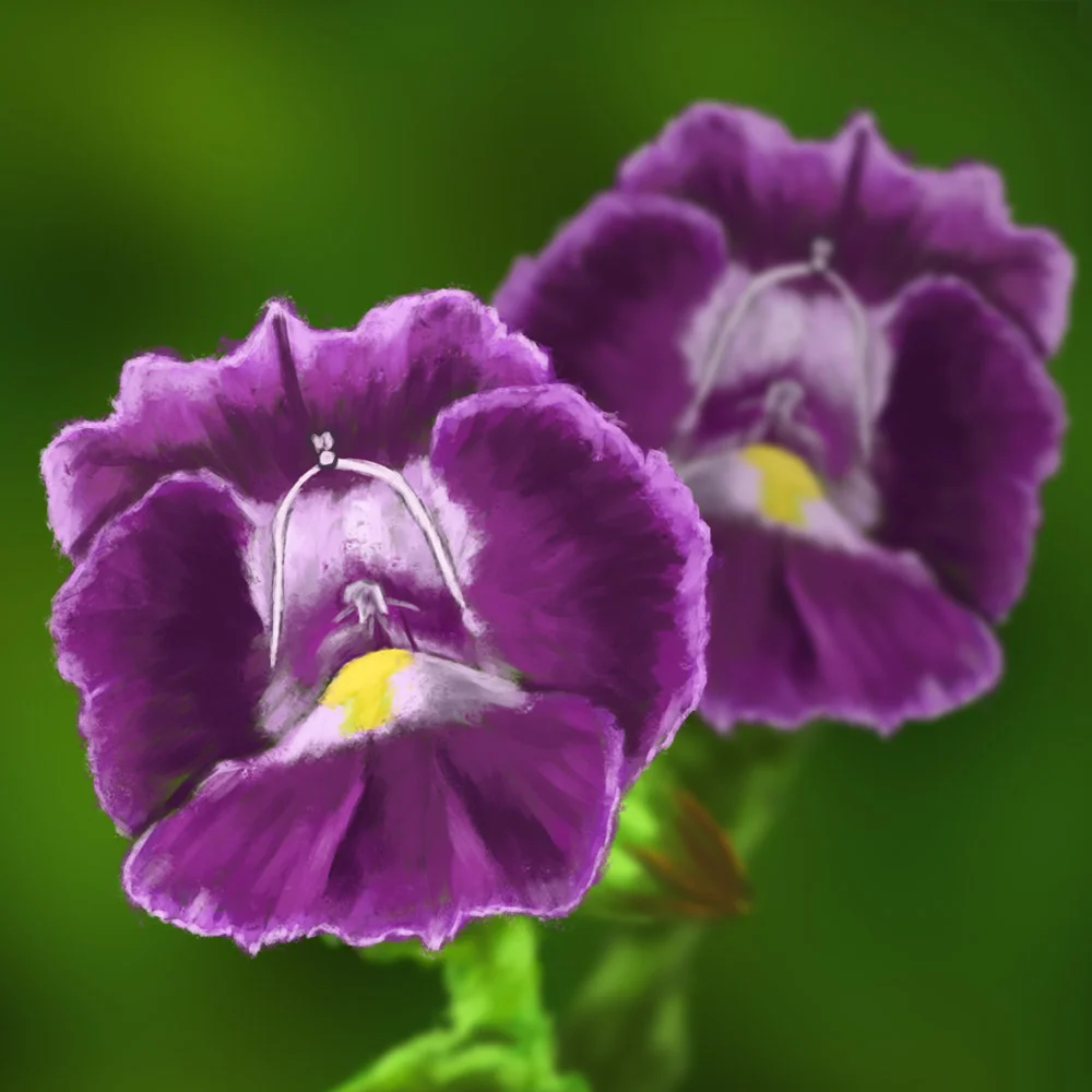 torenia.jpg