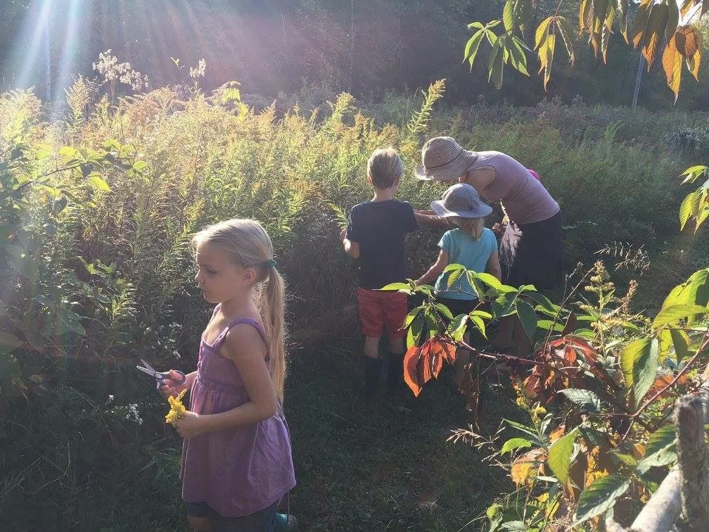 Our Program — Strong Roots