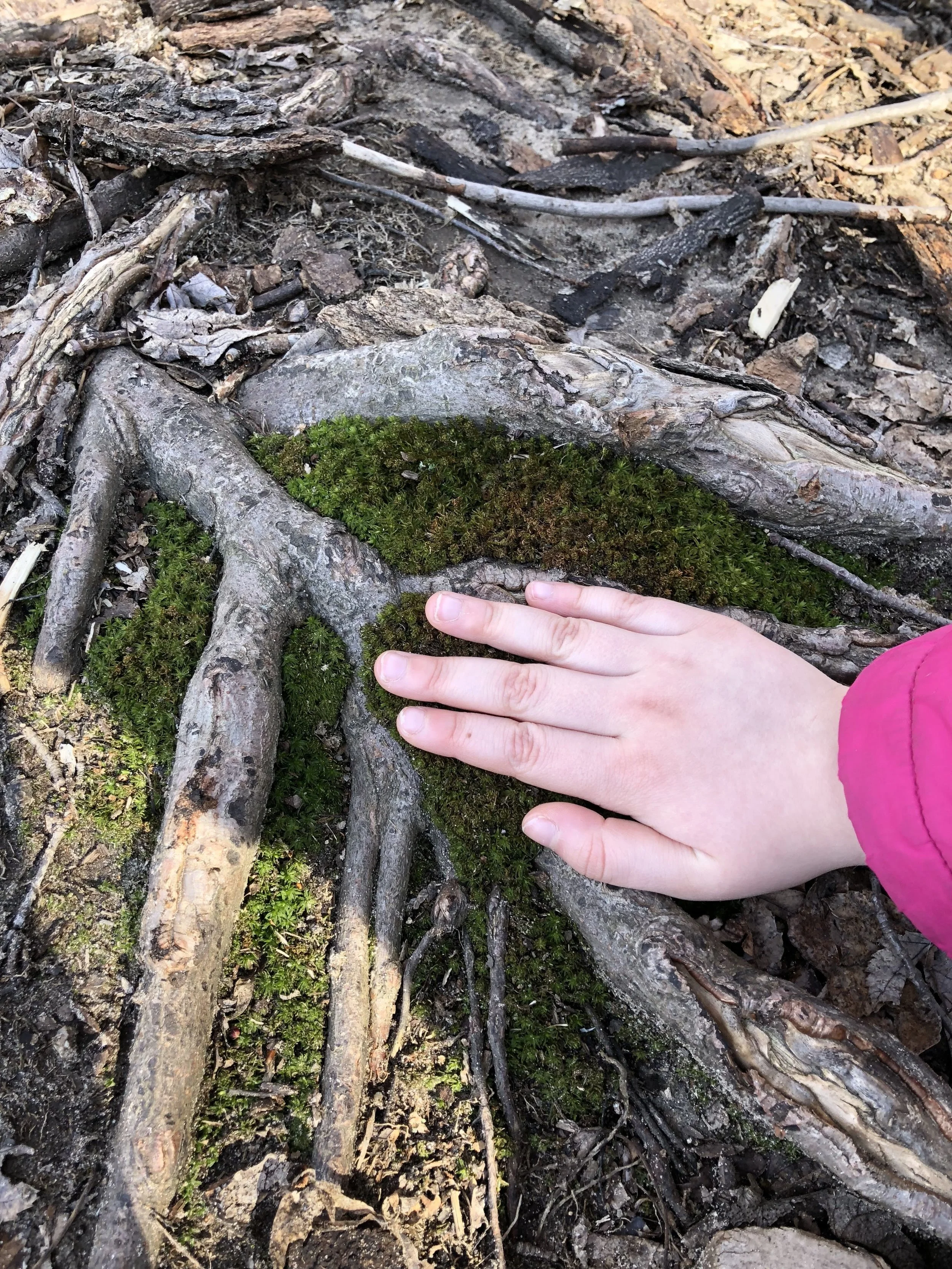 Our Program — Strong Roots