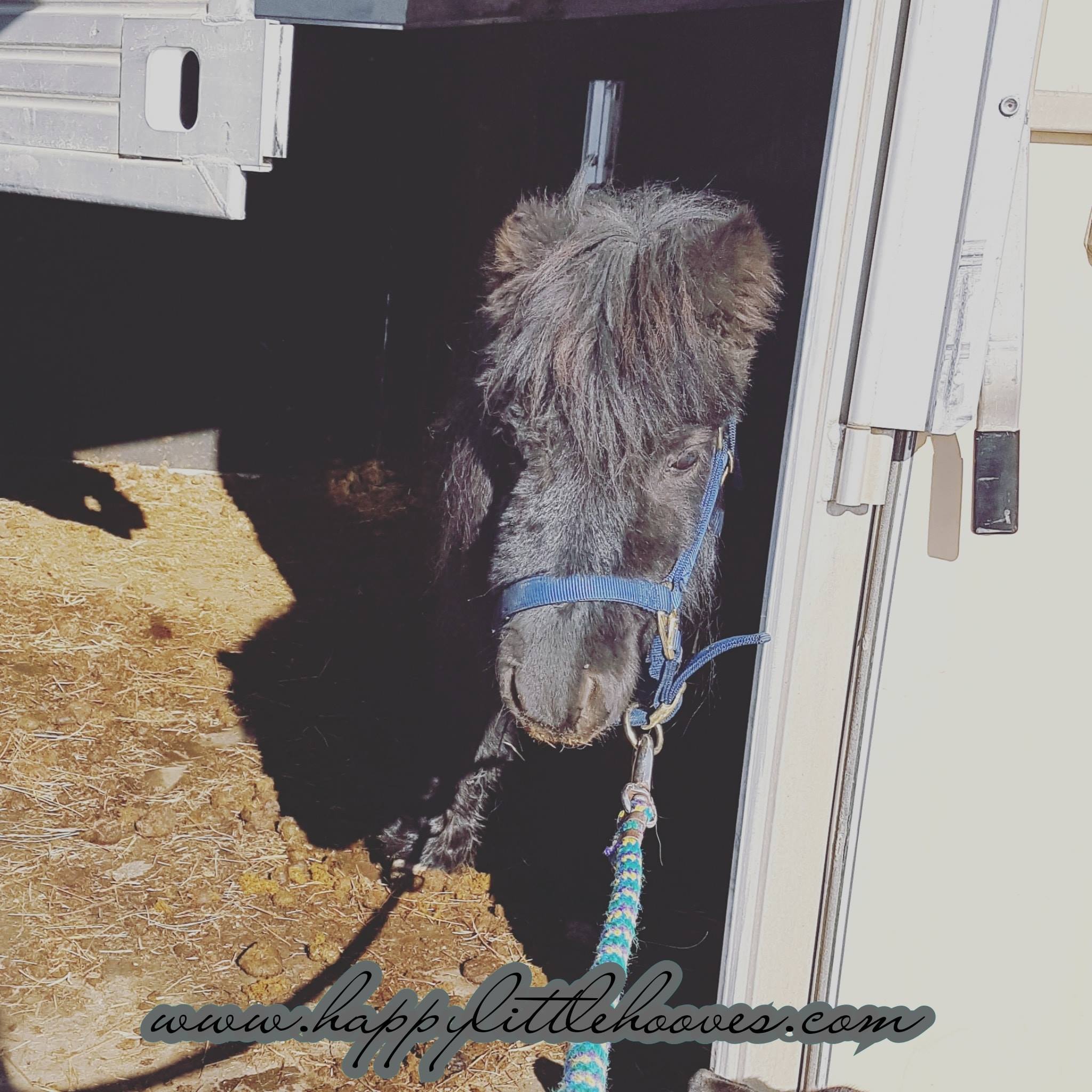 The Littlest Herd Boss
