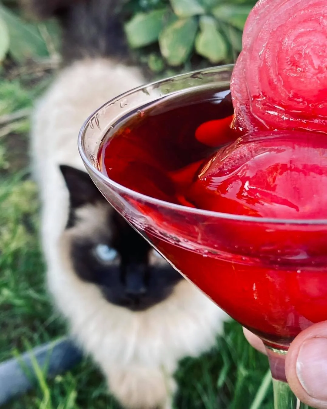 7 Cool Things You Can Do With Hibiscus Flowers