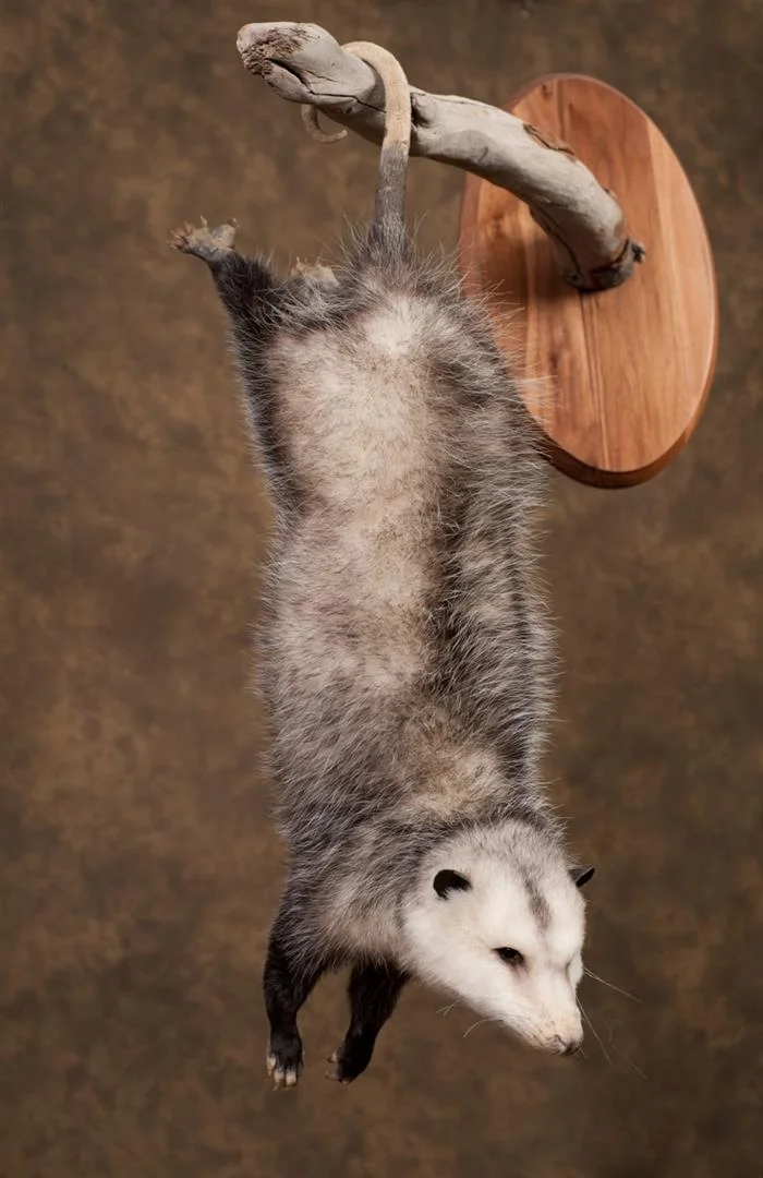 DSC_3580 (Large).jpeg