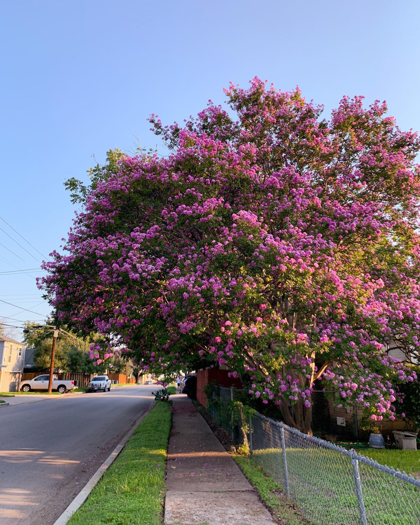 Coveting my neighbors&rsquo; crepe myrtles