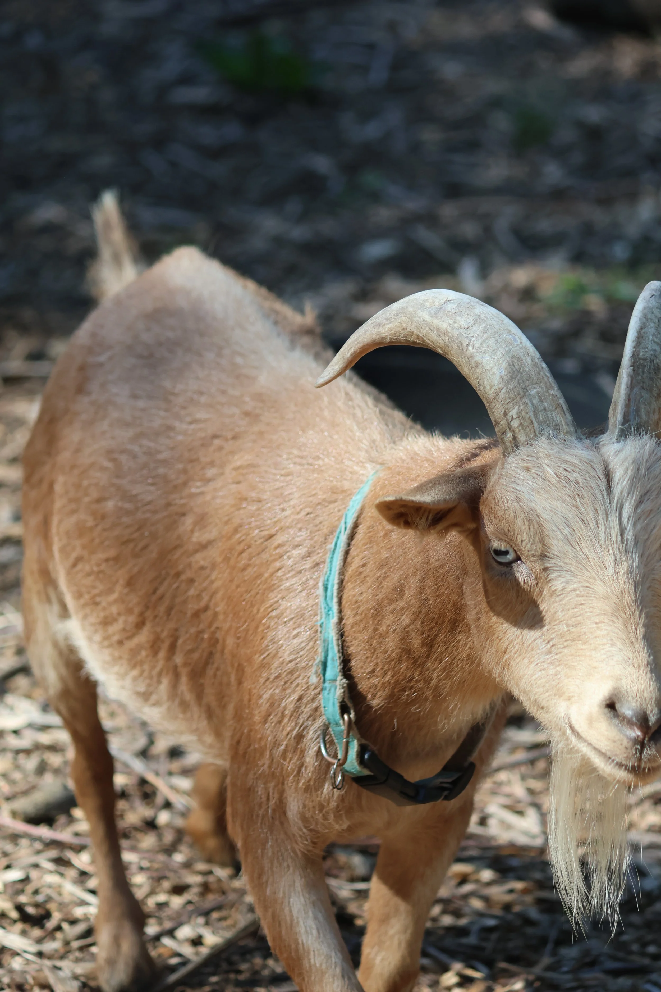 Goat at the Camp Farm. 
