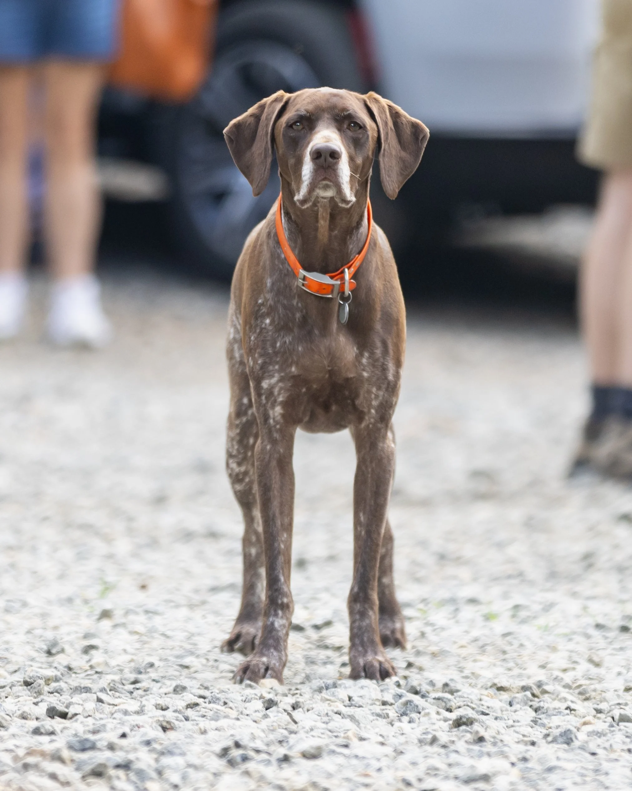 Camp Arrowhead Camp Dog Boone