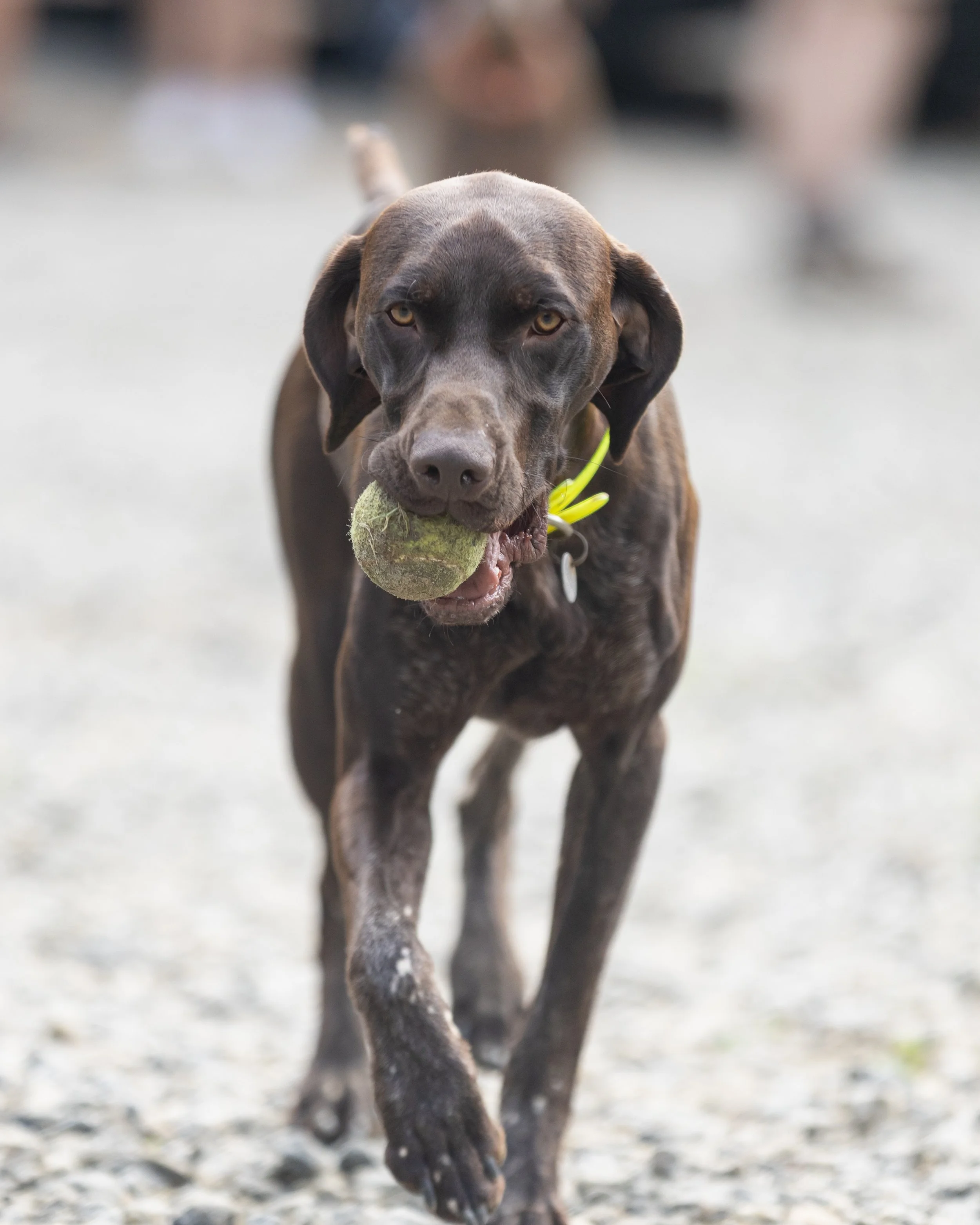 Camp Arrowhead Camp Dog