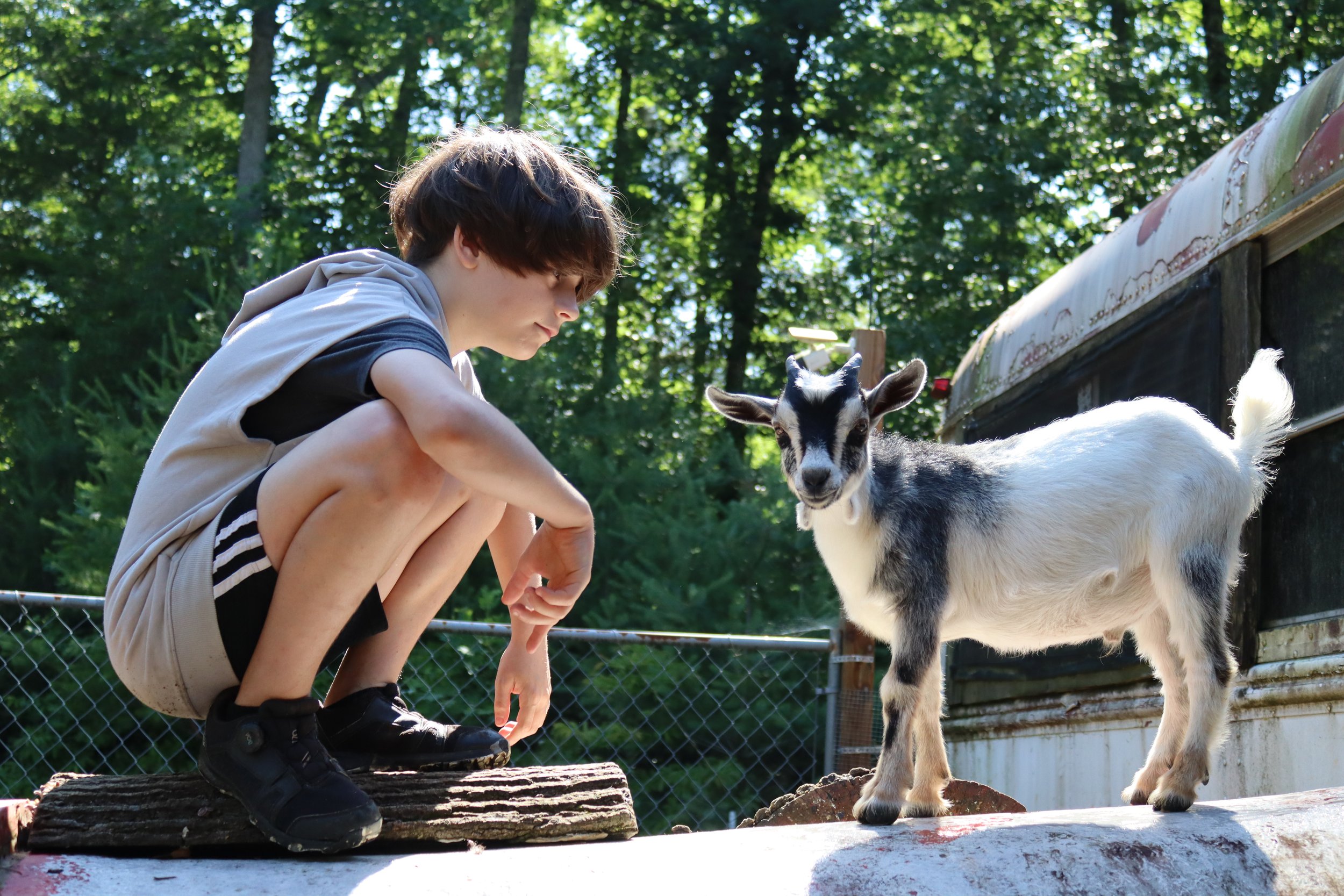 Sleepaway camp makes a difference for boys playing with animals.