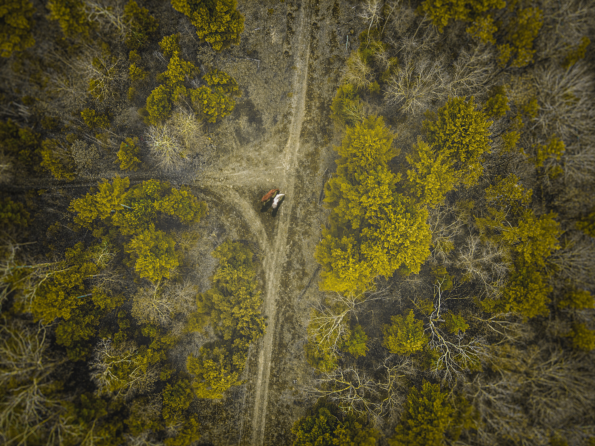 DJI_0550-Edit.jpg