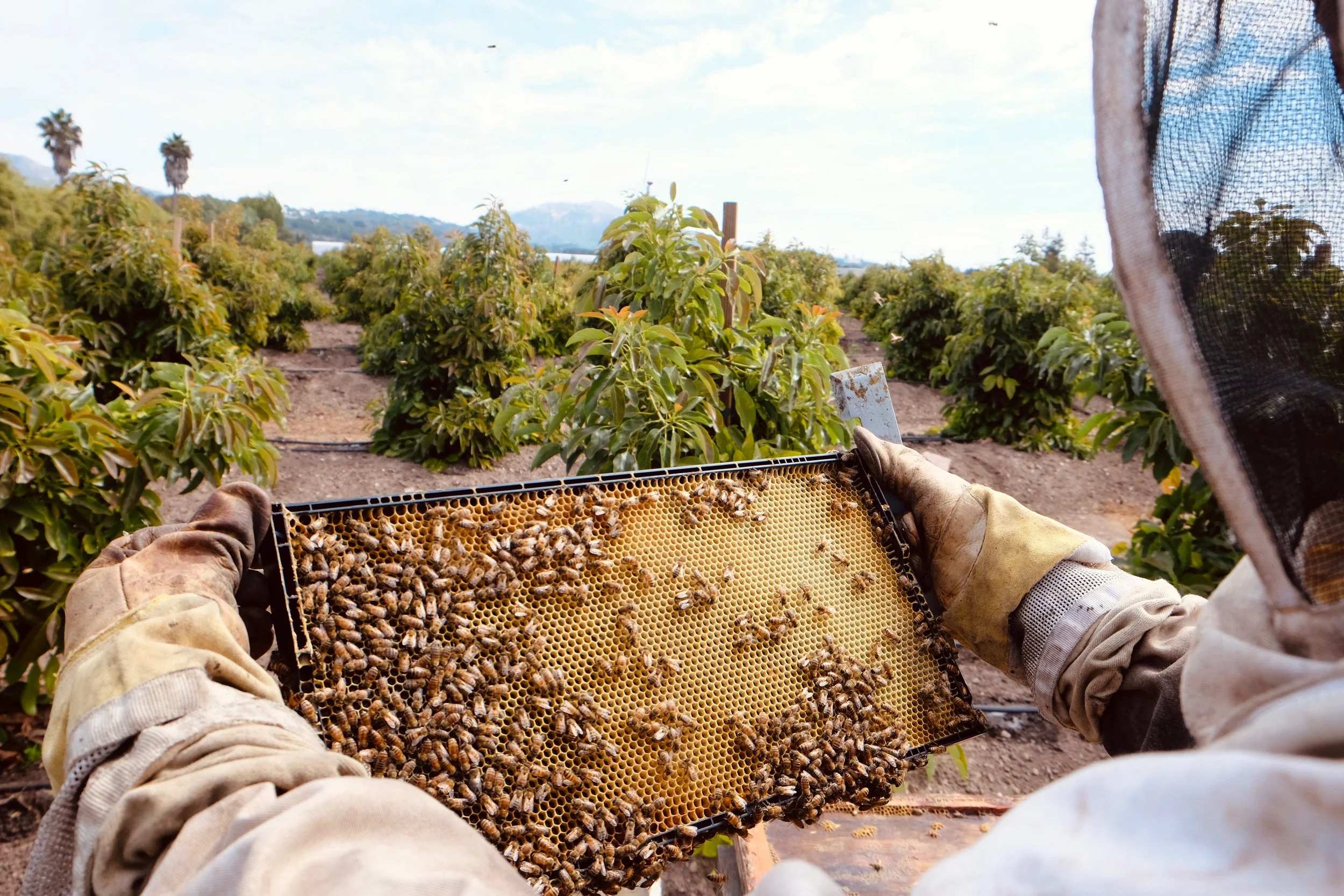 Steve Nimar- Mission BeeKeeping- By Lauren Whitney Glass.jpeg