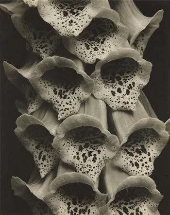 still life quick heart.jpeg