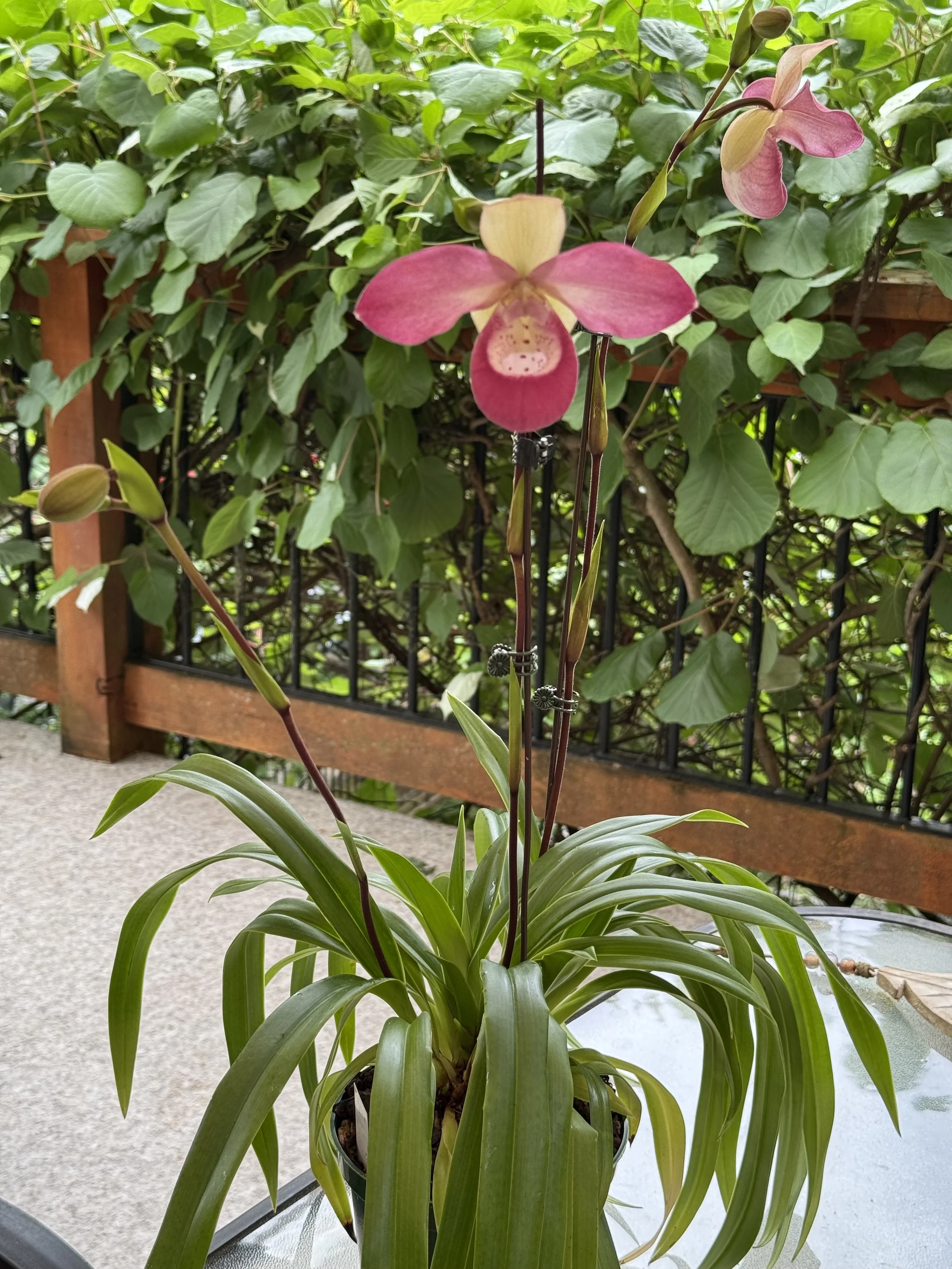  Phragmipedium Ecuagenera Dream - Gerry H.
