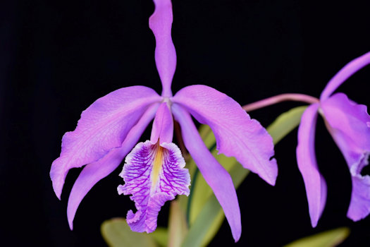 Cattleya maxima