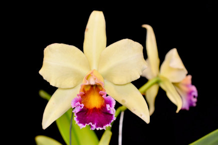 Blc Hausermann's Jade "Addison"