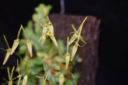Barb cogniauxana "Sparkle"