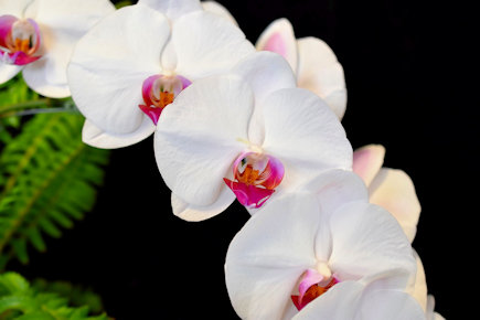 Phal NoID