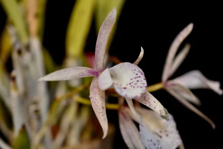 Blc Madrolian