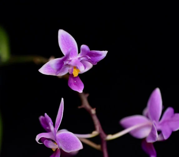 Phal NoID