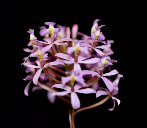 Eli radicans "Pink"