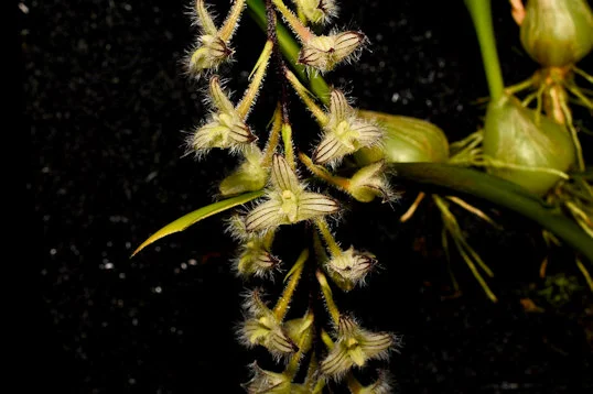Bulb lindleyanum