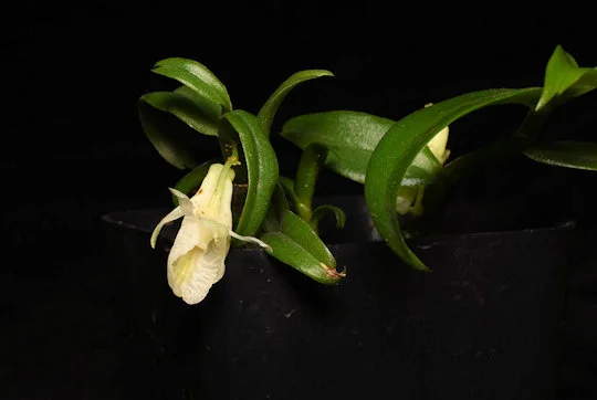 Den trinervium