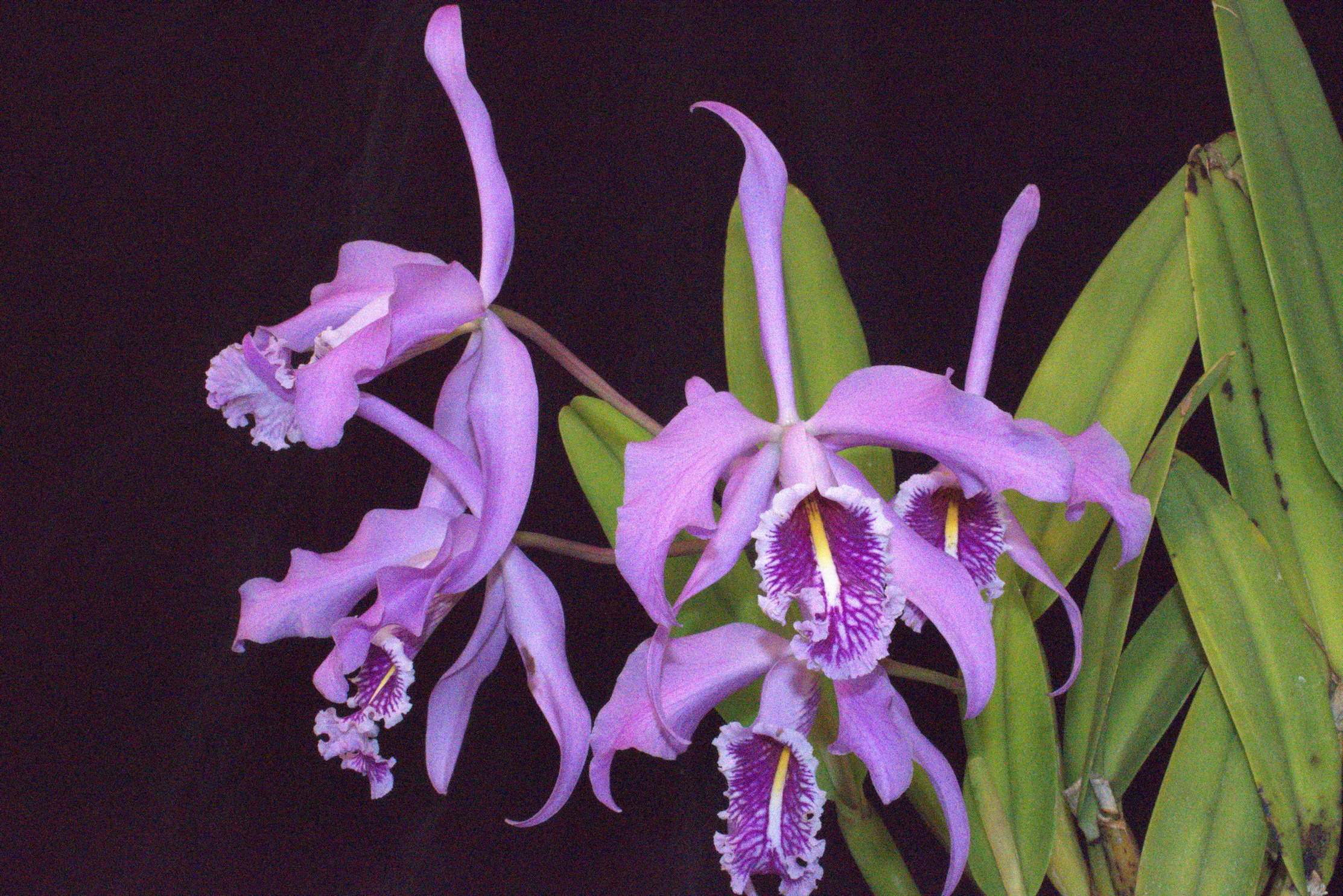 C maxima 'Briart'