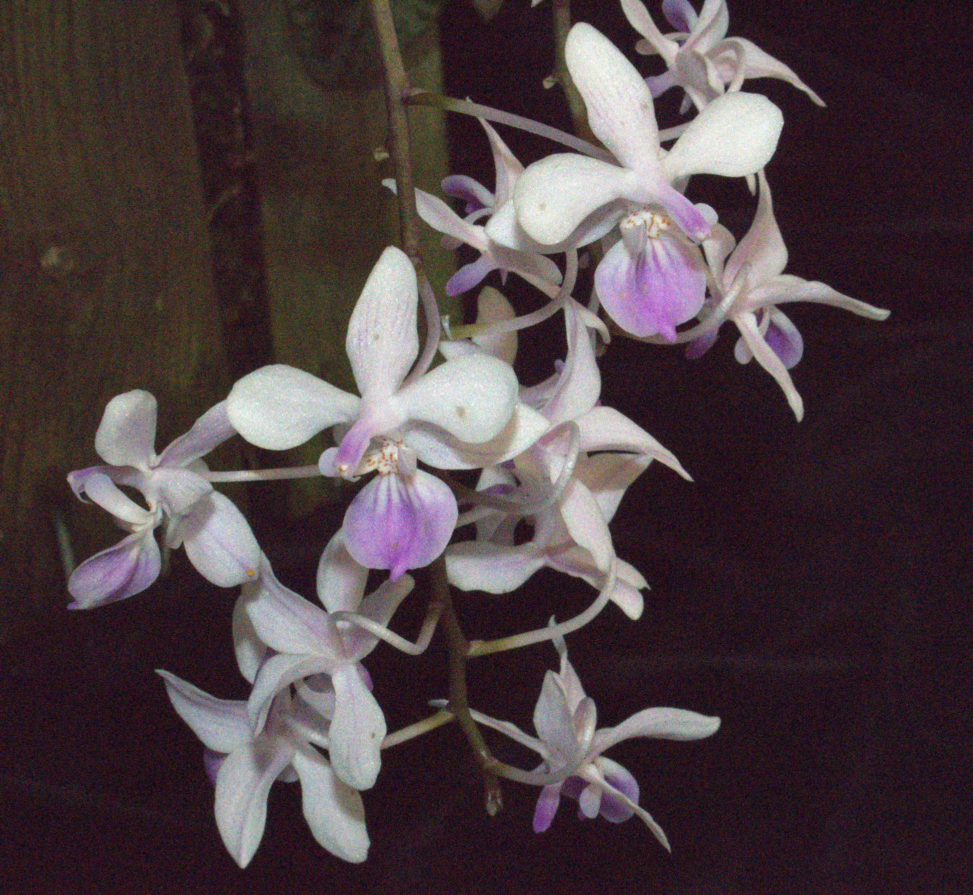 Phal Lindenii