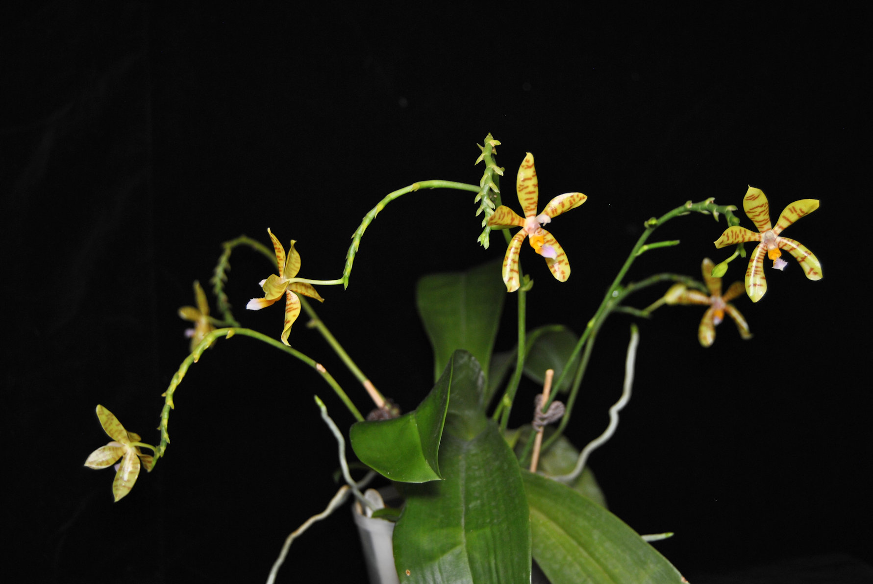 Phal fasciata