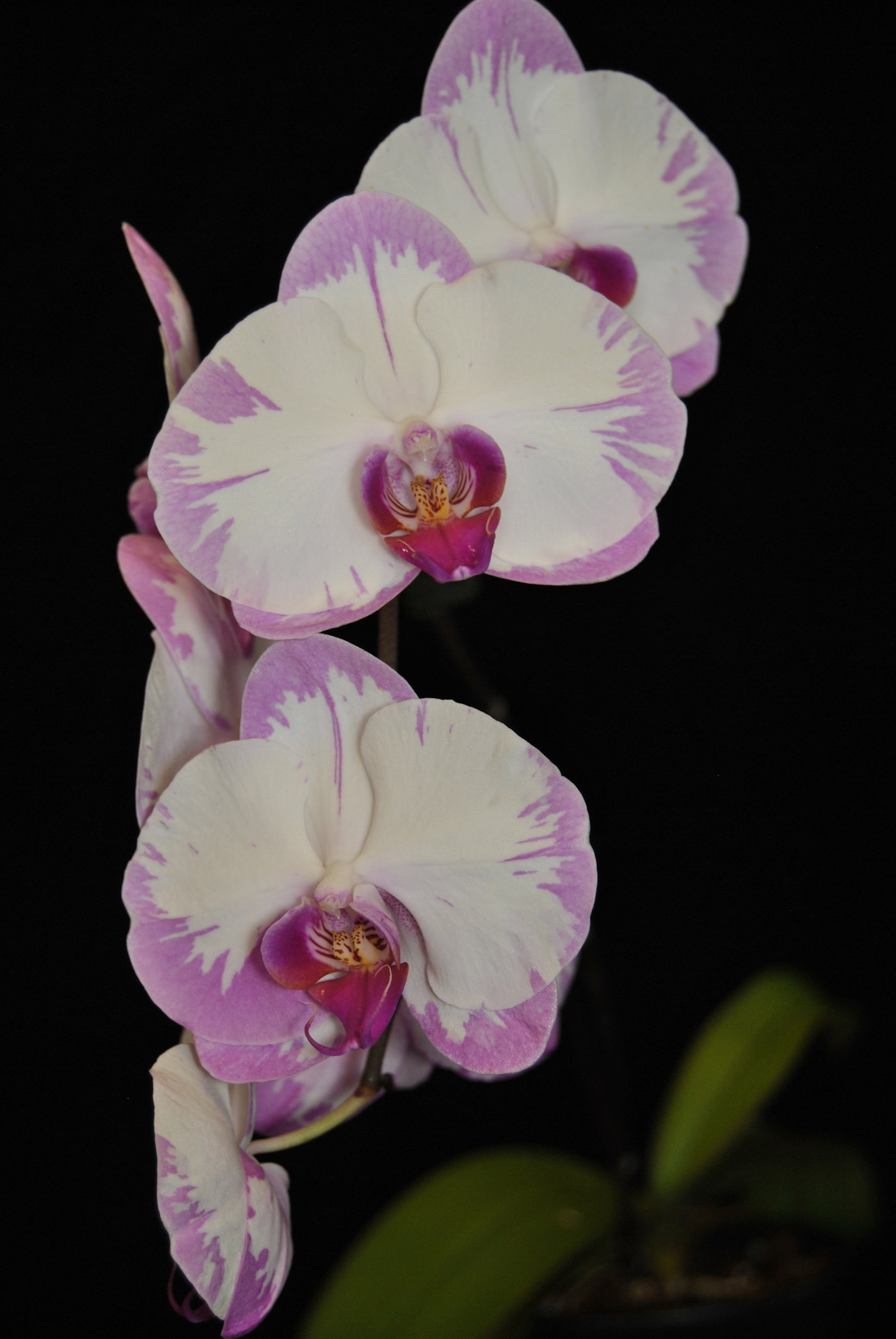 Phal NoID