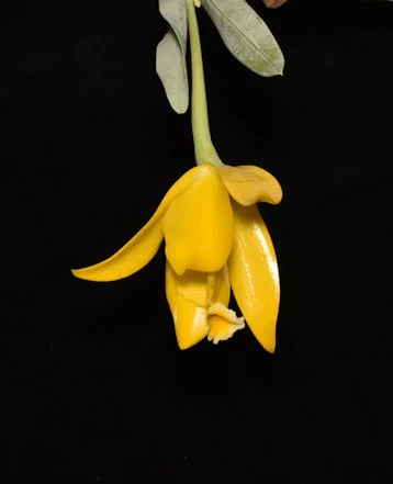 Ech citrina
