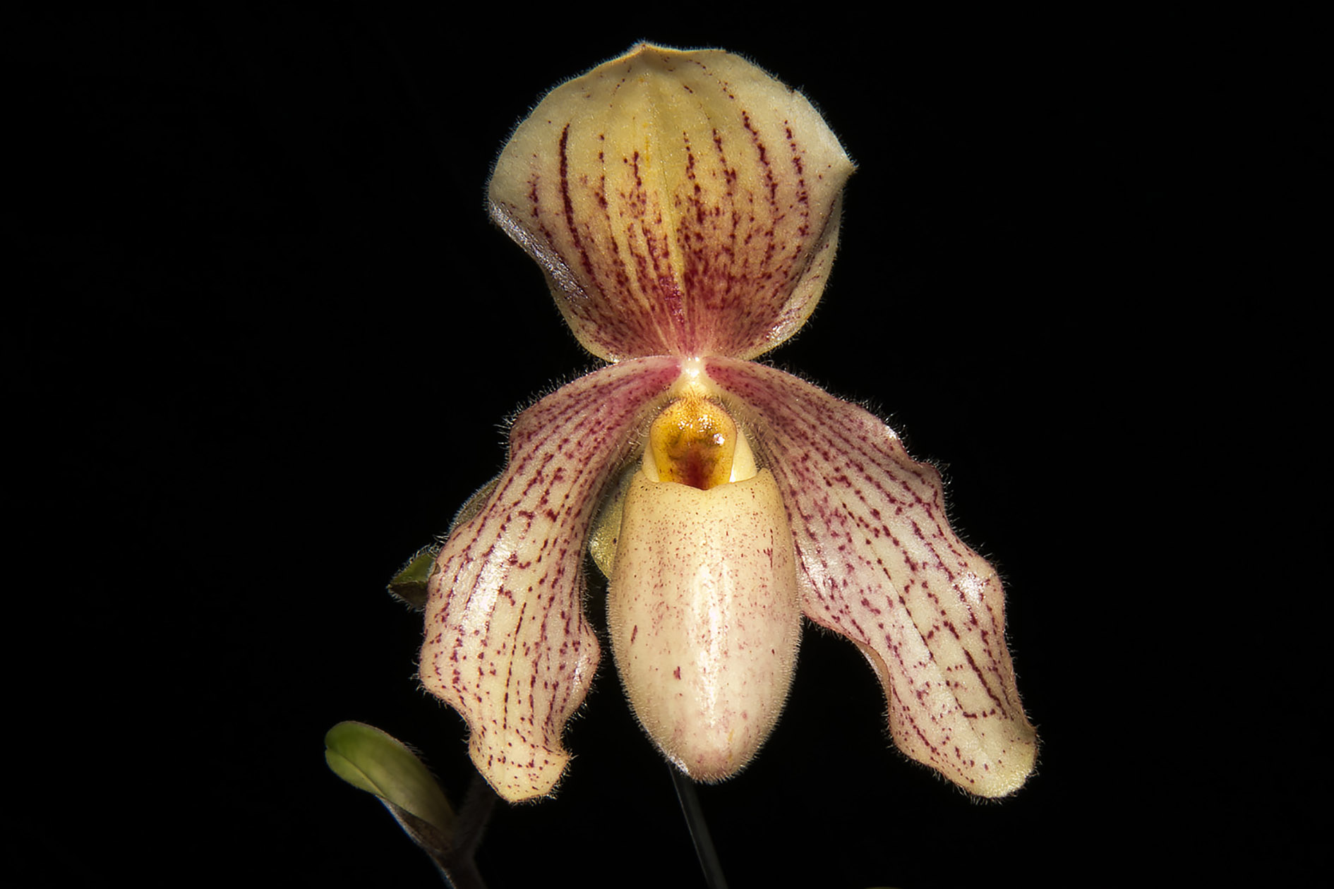 Phaph. Ticicum