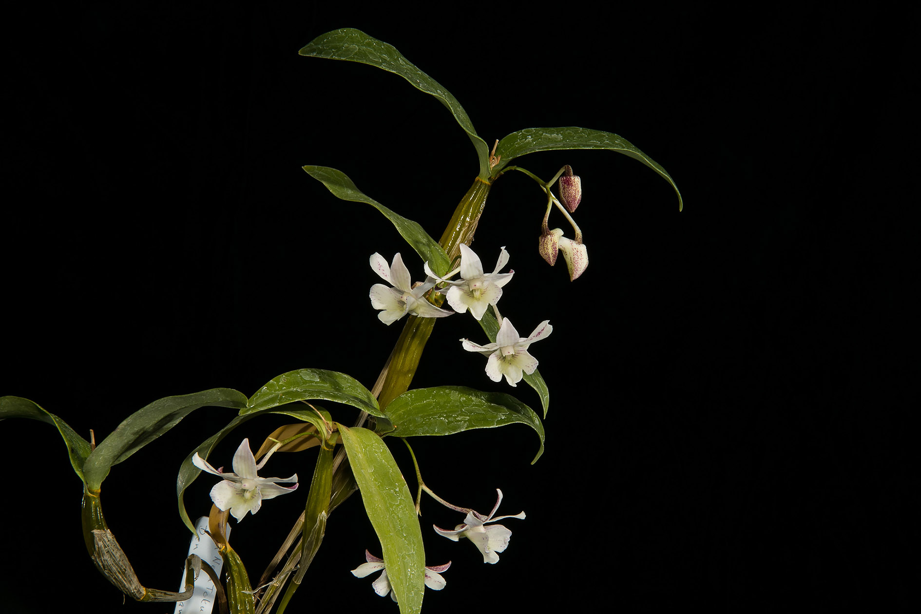 Den. Nora Tokunaga x Den Aberrans