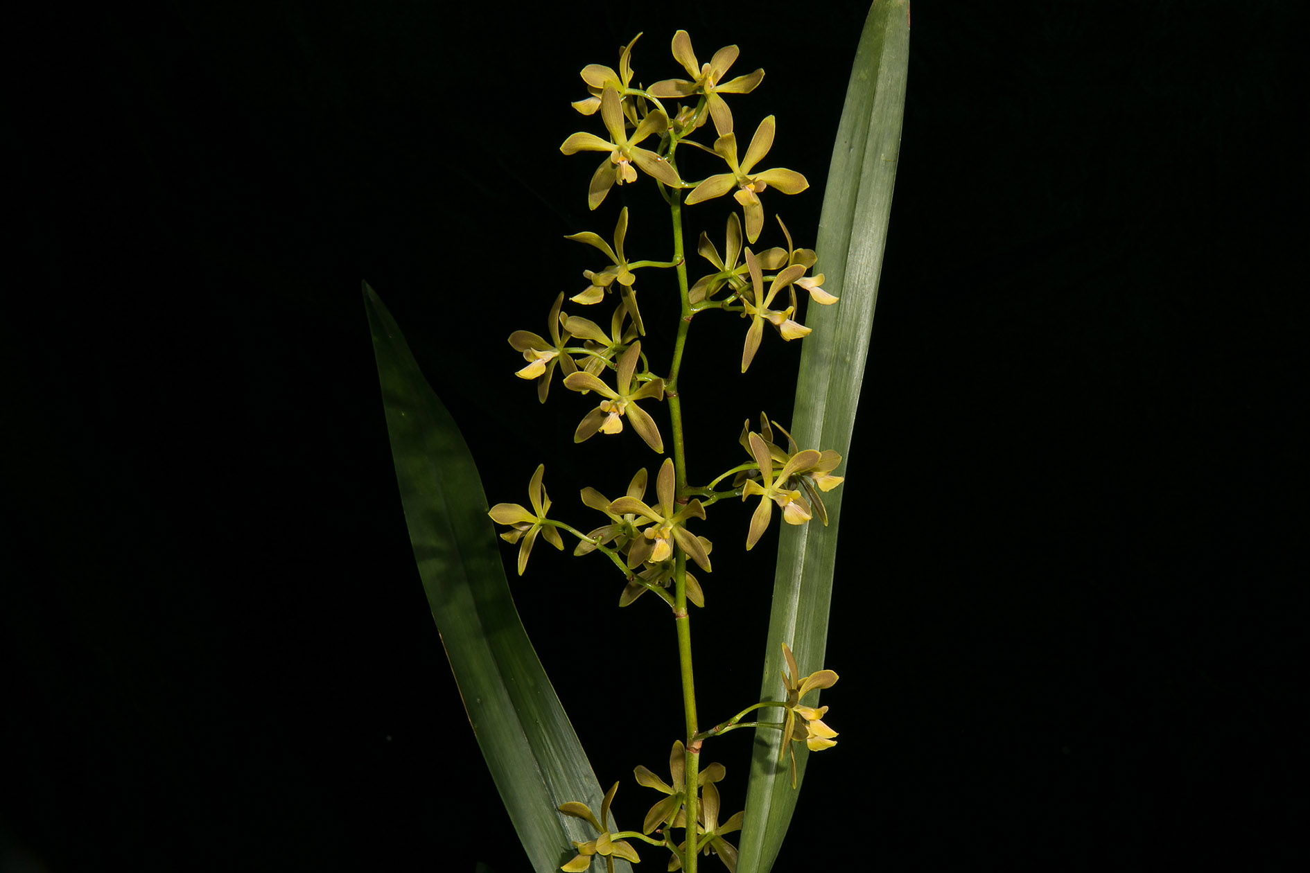 Encyclia Osmantha