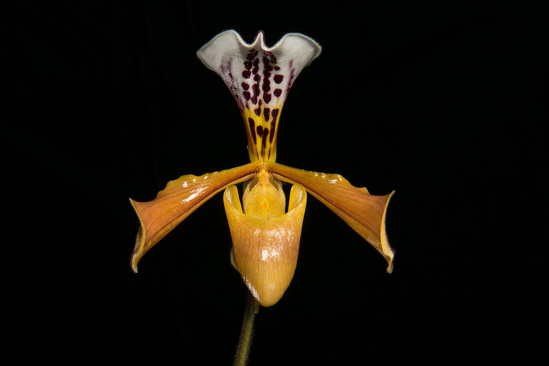 Paph Affine