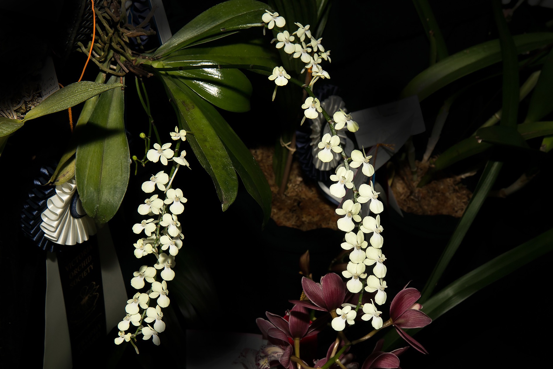 Arranges citrate - Best in Angraecum Group &amp; Best Mounted (Alexey T.)