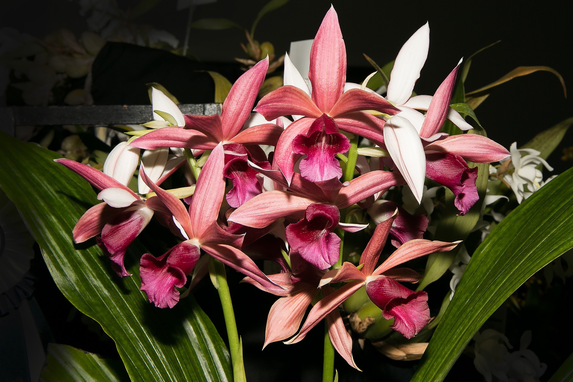 Phaius Microburst "Octoberfest" - Best of All Others (Yulia T.)