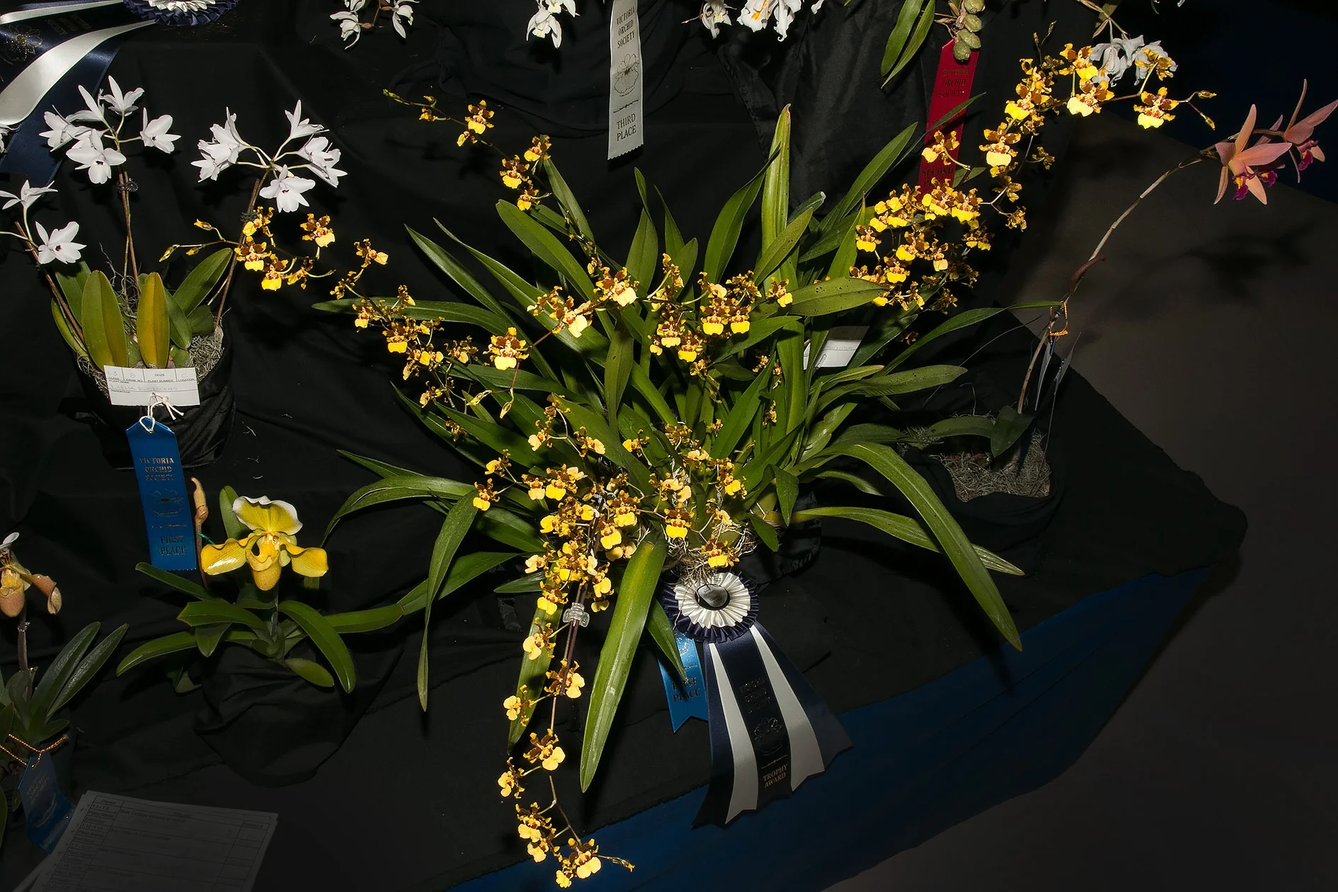 Dora’s stunning Oncidium sphacelatum won Best Oncidium