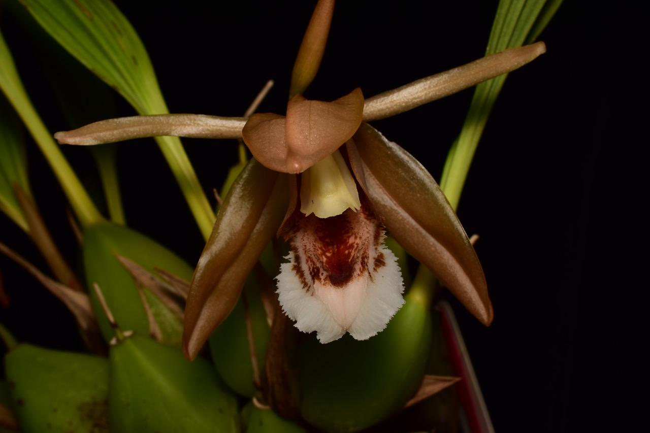 Coelogyne Specios