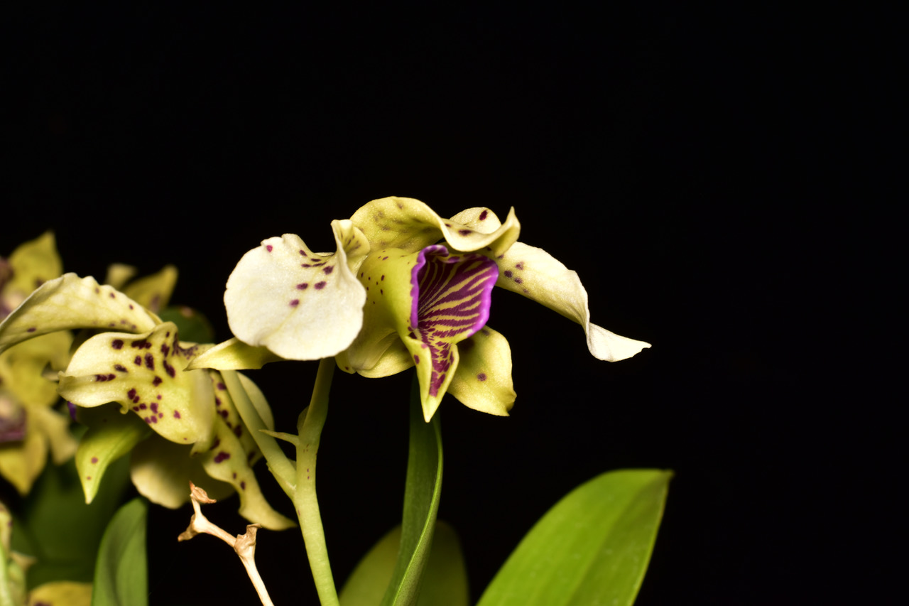 Den. Normanbyense