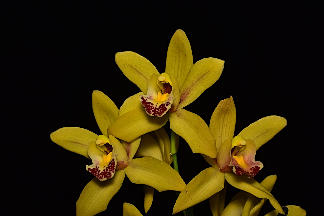 Cymbidium Mary pinettes "Del Ray"