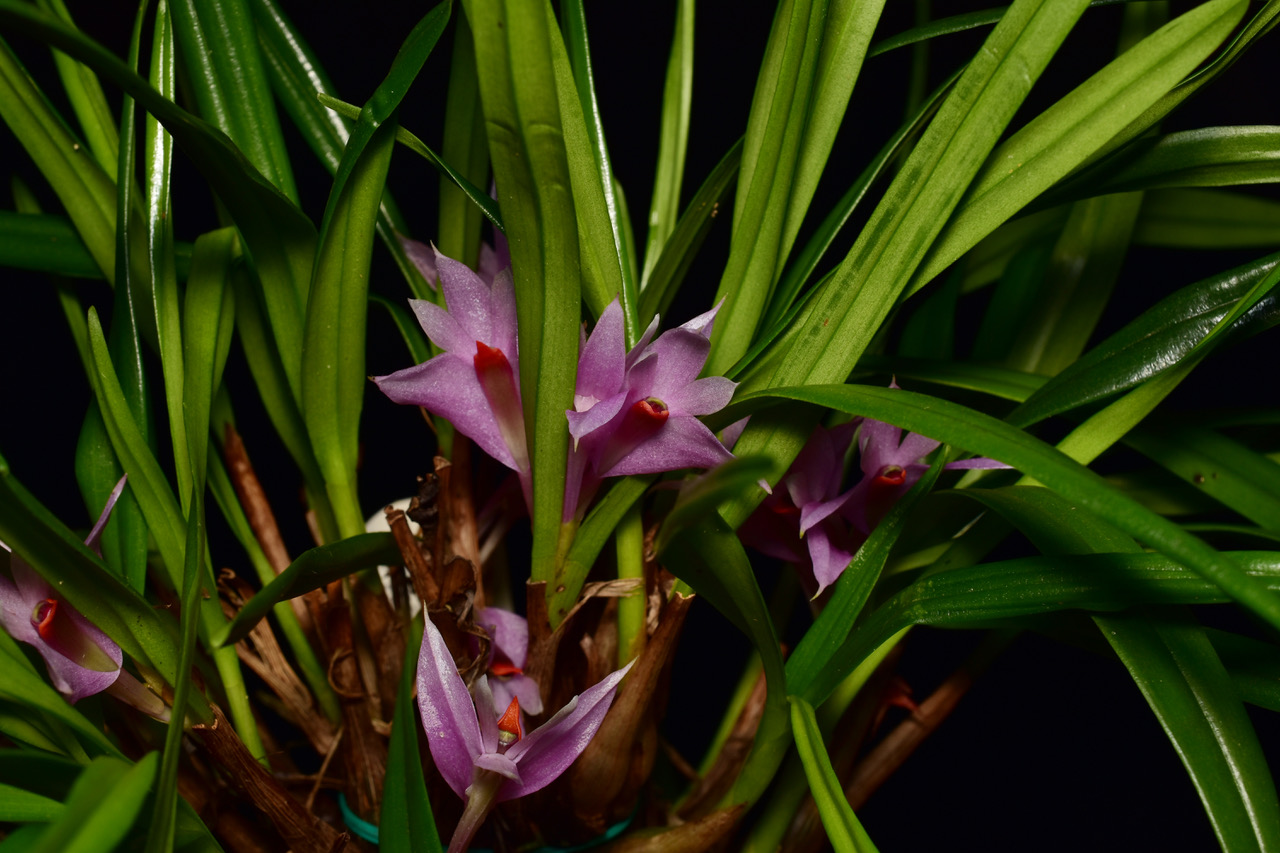 D. Violaceum