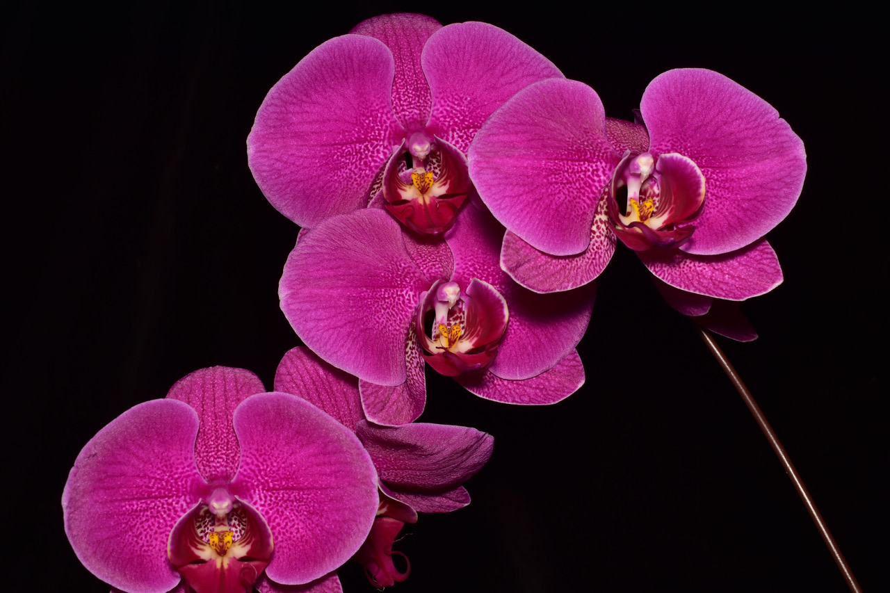 Phalaenopsis NoID