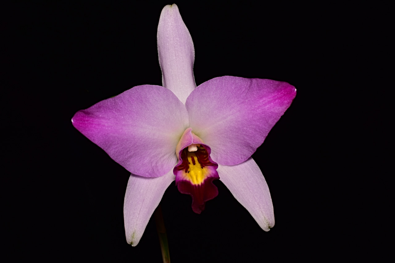 Laelia Anceps 'Guerroero' Joyce