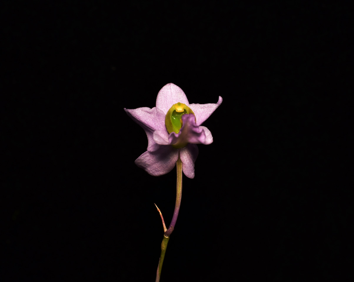 Barkaria melanocaulon