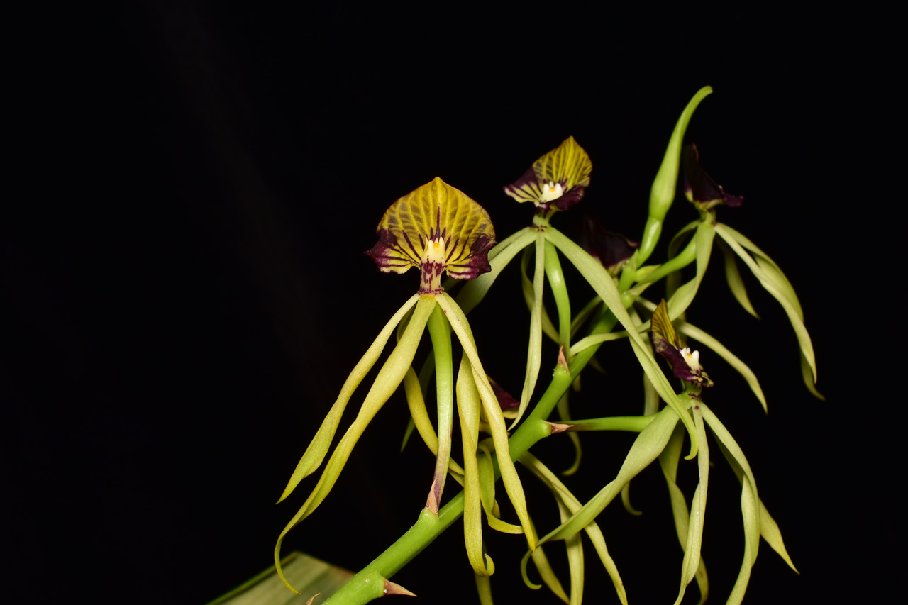 Prosthechea Cochleata