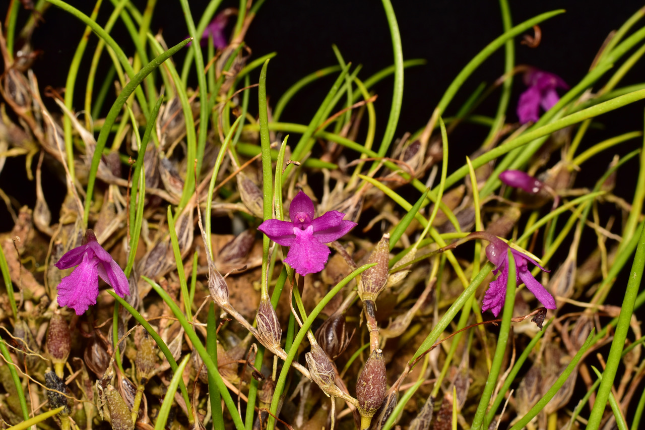 Isabella pulchella