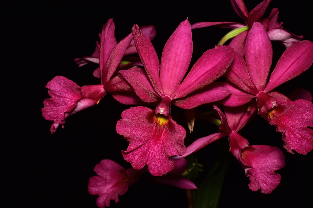 Phalocalanthe Kryptonite x Calanthe Grouville "HR Red"