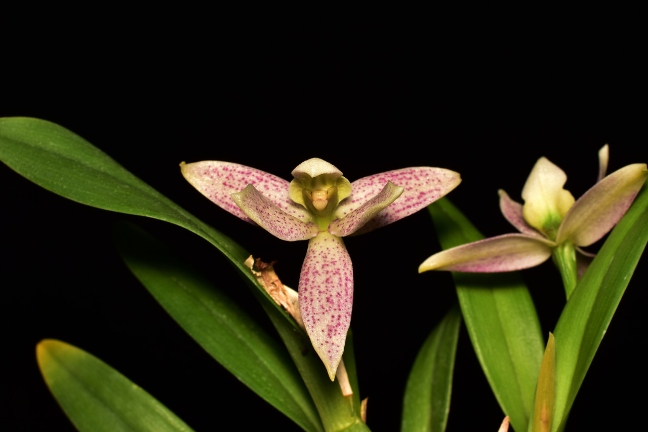 Prosthechea Garcianum